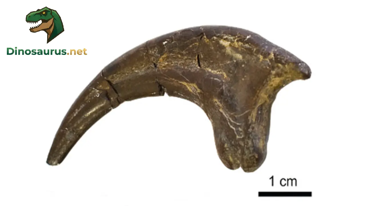 Fossilized sickle claw of Velociraptor