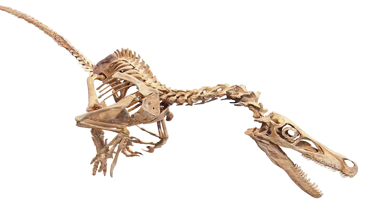 Mounted Velociraptor skeleton, showing its small size, long tail, and sickle claw