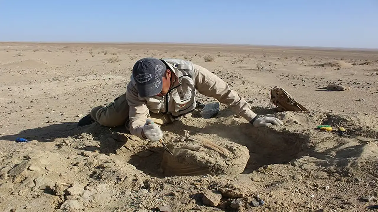 Paleontologists excavating in the Gobi Desert