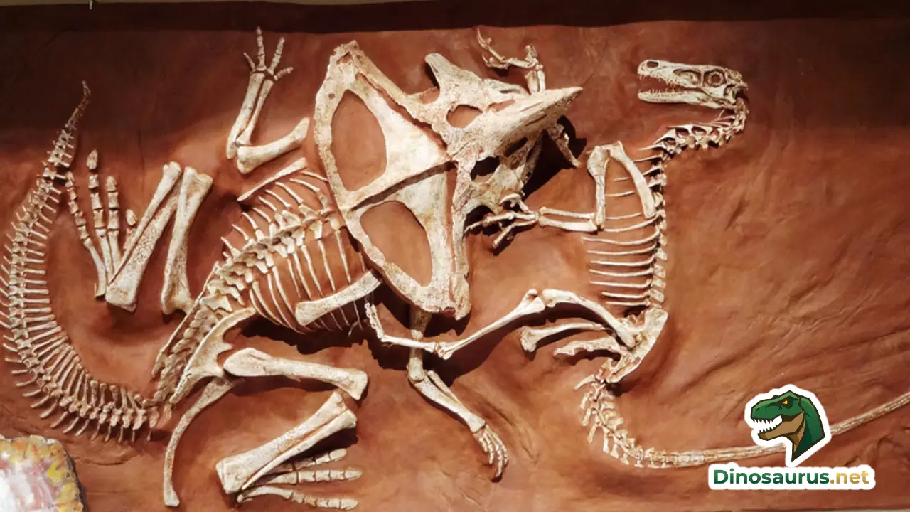 Fossil of Velociraptor and Protoceratops locked in combat