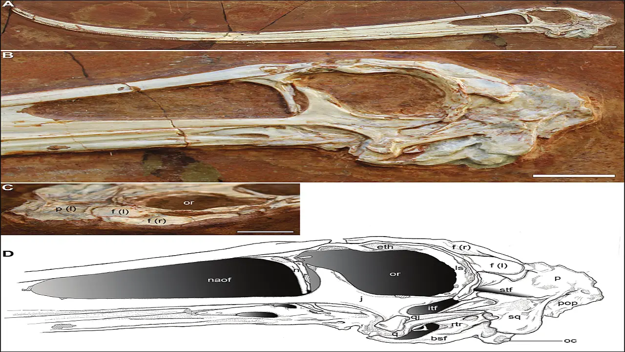 Close-up of Pterodactylus skull showing teeth and crest