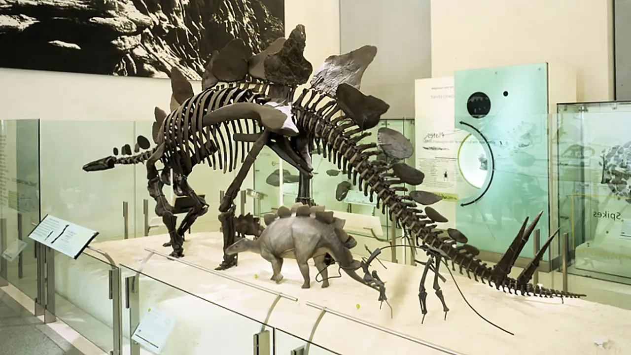 Complete Stegosaurus skeleton mounted in a museum showing plates and thagomizer